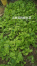 原裝紫白菜種子里外紫色大白菜四季播種庭院田地農(nóng)科院蔬菜籽 鄉(xiāng)里樂 紫娘子白菜原裝兩包 曬單實拍圖