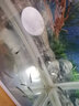 云峰海瑞黑尾大勾群游魚(yú)水族箱小型熱帶魚(yú)觀(guān)賞魚(yú)活體淡水魚(yú) 大勾20條+2備損 3.5-4.5cm 曬單實(shí)拍圖
