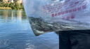 鯉魚苗活體淡水養(yǎng)殖魚苗批發(fā)附近本地特大建鯉稻花鯉魚紅尾稻田鯉魚魚苗批發(fā) 50條4-6厘米鯉魚苗【多發(fā)10%防損】 曬單實拍圖