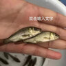 鯽魚苗淡水養(yǎng)殖食用活魚土鯽工程湘云黃金鯽大品種中科三號五號鯽冷水觀賞小魚苗批發(fā) 大鯽魚8-10厘米20條多發(fā)10%防損 曬單實拍圖