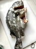 順豐3斤左右海參斑魚海鮮海參魚生深海魚無污染肉質(zhì)像海參 1條裝【2.2-2.6斤去內(nèi)臟】 曬單實(shí)拍圖