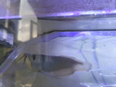 印尼純血紅龍魚(yú)活魚(yú)大湖辣椒赤血紅龍魚(yú)苗幼苗熱帶魚(yú)中大型觀(guān)賞魚(yú) 七彩銀龍魚(yú) 14-16cm【發(fā)色包紅】 曬單實(shí)拍圖