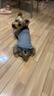 POPOCOLA小狗狗衣服秋冬款泰迪比熊雪納瑞可牽引冬季保暖寵物棉服冬天 休閑羽絨服馬甲【灰色】 L【 建議體重9-11斤】 曬單實(shí)拍圖