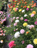 蓿蕾多年生野花組合種子四季播種開花不斷草花花卉籽易活波斯菊格?；?公園盛景多彩野花組合 【精品凈籽】一斤裝野花組合 曬單實(shí)拍圖