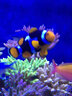 施特馳（SEATORCH）刮藻刀海水缸珊瑚缸除藻刀器養魚(yú)缸海水族清潔淡水通用品 GZ-700鈦合金(5級伸展耐用耐腐蝕） 曬單實(shí)拍圖