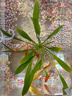 森森 超白玻璃小魚(yú)缸HWK-600P裸缸款水草缸金魚(yú)缸小型水族箱水草缸  曬單實(shí)拍圖