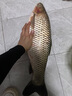 中逵小師達(dá)輕量大物魚(yú)竿6.3米鰱鳙釣魚(yú)竿手竿5H輕硬碳纖維臺(tái)釣竿 曬單實(shí)拍圖