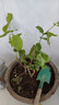 茉莉花盆栽 · 濃香型花卉 陽(yáng)臺(tái)室內(nèi)綠植盆栽 辦公室花卉綠植 茉莉花8棵【帶花苞】+飛花陶瓷盆 濃香型 曬單實(shí)拍圖