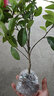 含笑花盆栽樹(shù)苗室外陽(yáng)臺四季濃香型帶花苞室內花卉觀(guān)花植物室內花花卉盆栽 含笑3年苗 不含盆 曬單實(shí)拍圖