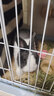 jolly pet productsJOLLY小寵物磨牙石倉鼠兔子龍貓荷蘭豬磨牙用品礦物石 兔子龍貓 磨牙甜竹100克 MH17 曬單實拍圖