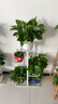 雙盟綠蘿盆栽除甲醛花卉綠植辦公室新房?jì)艋諝?80白豎紋4盆源頭直發(fā) 曬單實(shí)拍圖