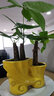 急兔三桿發(fā)財樹(shù)盆栽花卉綠植四季常青擺件植物三桿發(fā)財樹(shù)原盆源頭直發(fā) 曬單實(shí)拍圖