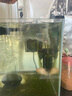 逸樂寵鴻運當頭羅漢苗活體亞成魚起頭觀賞魚泰國紅馬幻彩金花紅德薩斯 紅金花魚苗1條+防損1條 曬單實拍圖