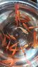 貝初眾魚(yú)缸小型魚(yú)缸圓形塑料缸仿玻璃一體生態(tài)桌面缸家用客廳金魚(yú)斗魚(yú)缸 輕巧高透魚(yú)缸21*16*17cm【中號】 高透pet仿玻璃材質(zhì) 裸缸 打不破 摔不碎 久用不糊 曬單實(shí)拍圖