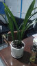 帶盆帶土6年大苗綠植盆栽室內(nèi)精品花卉君子蘭花苗花卉室內(nèi)花卉鮮花花卉室內(nèi)盆景盆栽綠植君子蘭苗素顏 金冠君子蘭8-10片帶盆帶土 曬單實拍圖