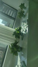 雙盟綠蘿盆栽除甲醛花卉綠植辦公室新房?jì)艋諝?120款10盆源頭直發(fā) 曬單實(shí)拍圖