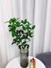 水培四季桂花樹苗陽臺盆栽室內(nèi)水養(yǎng)濃香型花卉室內(nèi)辦公桌好養(yǎng)植物 桂花單發(fā)植物30-40厘米+吊牌 曬單實(shí)拍圖