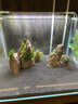 玩家寶貝水草泥亞馬遜種植泥黑泥水晶蝦泥小魚(yú)缸布景水草缸底沙含肥魚(yú)缸底 水草泥-2包（共4斤） 曬單實(shí)拍圖