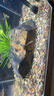 松寶（松寶）魚(yú)缸底砂溪流石魚(yú)缸造景底砂沙子天然河沙溪流石頭2.5kg 曬單實(shí)拍圖