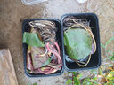 虹越（HONGYUE）庭院造景睡蓮裸根苗 多年生微型蓮花水生植物陽(yáng)臺景觀(guān)花卉 【中型睡蓮】暹羅紫一（裸根） 曬單實(shí)拍圖