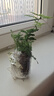 文竹盆栽綠植花卉盆景植物室內客廳水培文松云竹文竹大苗四季常青 文竹【1顆】原盆原土球發(fā)貨 高度15-25cm 曬單實(shí)拍圖