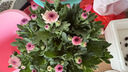 混色寶蓮燈雛菊盆栽多年生耐寒耐熱室內陽(yáng)臺庭院花卉大全綠植花苗 混3色寶蓮燈菊花+帶花苞 3色帶花苞+原盆原土 曬單實(shí)拍圖