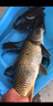 光威（GW）魚(yú)竿天尊競技臺釣竿碳素超輕超硬釣魚(yú)竿手竿鰱鳙大物綜合竿鯉魚(yú)桿 5.4m 天尊競技+禮包+竿稍+桿止 曬單實(shí)拍圖