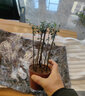 小葉紫檀盆景樹(shù)樁室內客廳植物黑檀木老樁綠植盆栽 中號5-6桿含盆高25-30高  原盆原土 曬單實(shí)拍圖