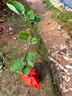 獼猴桃樹(shù)苗公母同株南北方種植當年結果帶土帶葉包成活 紅心獼猴桃 1棵（帶土帶杯） 曬單實(shí)拍圖