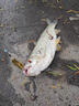 SHIMANO日本進(jìn)口500米釣魚(yú)線(xiàn)主線(xiàn)強拉力海竿拋竿路亞尼龍專(zhuān)用子線(xiàn) 進(jìn)口高品質(zhì)原絲500米隱形斑點(diǎn)【 8號 曬單實(shí)拍圖