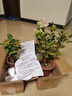 三角梅盆栽帶花劍樹(shù)苗室內陽(yáng)臺重瓣飄枝垂絲老樁四季開(kāi)花爬藤花卉 【帶花發(fā)貨 收到即賞】綠櫻老樁大苗 45-50cm左右（原盆帶土發(fā)貨） 曬單實(shí)拍圖