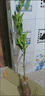 嫣藍柚子樹(shù)苗陽(yáng)臺盆栽庭院地栽果樹(shù)苗 柚子苗80CM高源頭直發(fā) 曬單實(shí)拍圖