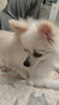 凱銳思博美狗糧 幼犬成犬小型犬4斤專(zhuān)用糧棕色白色白毛 2kg 曬單實(shí)拍圖