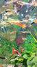 勛貍粑 魚(yú)缸背景紙水族箱壁紙3D高清背景畫(huà)立體裝飾貼畫(huà)仿真底 80cm高152cm長(cháng) 曬單實(shí)拍圖