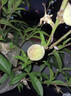 嫁接桃樹(shù)新品種特大中華壽桃超甜大黃桃樹(shù)苗當年結果桃樹(shù)苗耐寒 2年苗【好成活】 曬單實(shí)拍圖
