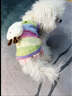 嬉皮狗（hipidog）彩虹條紋云朵狗狗衣服可牽引春夏季泰迪比熊幼犬幼貓兩腳寵物吊帶 塞倫紫 S 體重3-5斤 曬單實(shí)拍圖