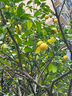 寶御安香水檸檬樹(shù)盆栽可食用帶果發(fā)貨陽(yáng)臺室內客廳大型綠植物四季檸檬樹(shù) 1.8米高度棒棒糖型 曬單實(shí)拍圖