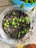 IAM City Farmer貓薄荷兒童種植小盆栽春天種植學(xué)生幼兒園趣味diy植物觀(guān)察杯10035 曬單實(shí)拍圖