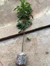 靈山冰荔仙進(jìn)奉糯米糍妃子笑無(wú)核荔枝樹(shù)苗水果樹(shù)南方種植桂味大苗 仙進(jìn)奉 二年苗 曬單實(shí)拍圖