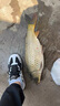 川澤滑釣遠投自動(dòng)找底魚(yú)漂免調鎖線(xiàn)夜光漂磁吸浮漂加粗醒目日夜兩用漂 N-ZD02日用【路滑遠投】吃鉛6.2g 【創(chuàng  )新自動(dòng)找底免調浮漂】 曬單實(shí)拍圖