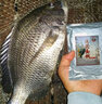 海釣面餌 船釣磯釣海魚釣魚餌料黒鯛烏頭鱸魚石斑泥猛南極蝦青蟲 海釣面餌200g     1袋 曬單實拍圖