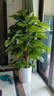 【直播專(zhuān)享】大葉綠蘿柱綠植客廳大盆栽植物辦公室內吸甲醛凈化空 綠蘿柱1.4-1.5米[自吸水盆] 曬單實(shí)拍圖
