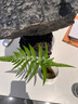 蕨類(lèi)植物苔蘚球水培四季小型厥類(lèi)綠植老樁盆景造景大型一葉蕨盆栽 一葉蕨30cm以下 不含盆 曬單實(shí)拍圖