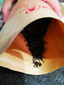 屹宏（yihong）廣西三江紅茶250g袋裝 布央高山原生態(tài)春茶葉 正山小種金駿眉醇香 250g 曬單實拍圖