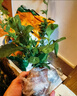 藍雪花苗盆栽大苗帶花苞陽(yáng)臺植物好養的花卉四季開(kāi)花不斷鮮花庭院 熱烈紅【天竺葵買(mǎi)三送一】送肥料 帶盆栽好 曬單實(shí)拍圖