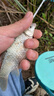 威拓森魚(yú)線(xiàn)主線(xiàn)日本進(jìn)口綁好釣魚(yú)主線(xiàn)臺釣線(xiàn)組魚(yú)線(xiàn)套裝pe線(xiàn)全套組合成品 5.4m【8字環(huán)款】3卷 1.5號 曬單實(shí)拍圖