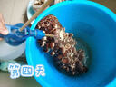 【香菇菌棒】食用菌平菇蘑菇種植菌包出口優(yōu)級趣味家庭陽(yáng)臺種植 香菇菌棒1根【40*10厘米】 袋裝 曬單實(shí)拍圖