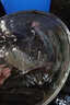 祥釣翁羅非魚餌料野釣通殺秋冬季黑坑專用神器不開口的顆粒窩料餌料通殺 買3送2【拉到手抽筋】可試用 曬單實(shí)拍圖