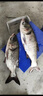川澤大物鰱鳙魚漂加粗醒目草鳊翹行程浮漂大物漂遠(yuǎn)投抗風(fēng)浪走水浮標(biāo) CD-3【翹嘴鰱鳙】吃鉛5.0-7.0g 1號 曬單實拍圖