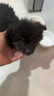 旺園興田園犬狗狗幼犬家養(yǎng)土狗混血狗大黃狗純黑小白狗活體混血 田園級(jí) 四眼狗鐵包金 曬單實(shí)拍圖